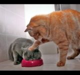 動物面白動画【動画】面白すぎ！②笑えるハプニング集www