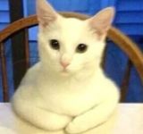【爆笑】世界初公開！何でそうなったｗおもしろ動物大集合！Best Animal Fails Compilation 2016