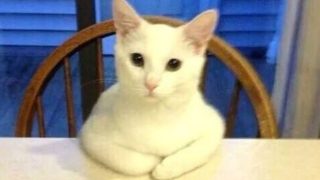 【爆笑】世界初公開！何でそうなったｗおもしろ動物大集合！Best Animal Fails Compilation 2016