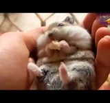 笑っちゃうおもしろ可愛い動物ハプニングムービー！ニヤニヤしてしまいます Funny Videos Of Funny Animals Compilation 4