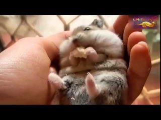 笑っちゃうおもしろ可愛い動物ハプニングムービー！ニヤニヤしてしまいます Funny Videos Of Funny Animals Compilation 4