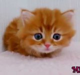 子供のかわいい子猫面白い猫の動画ユーチューブ面白い動物のビデオのための面白い動物ビデオ