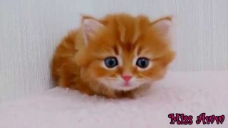 子供のかわいい子猫面白い猫の動画ユーチューブ面白い動物のビデオのための面白い動物のビデオ