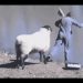 【動物たちの爆笑動画】　思わず吹いたｗｗｗ動物のおもしろ爆笑シーン